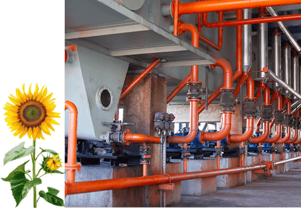 Sunflower Oil About Image